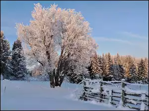 Ogrodzenie, Zima, Las, Śnieg, Drzewa