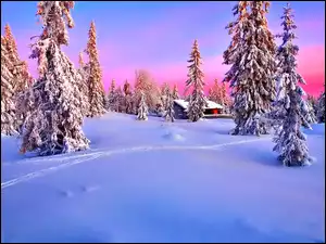 Drzewa, Zima, Zachód Słońca, Śnieg, Las