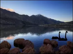 Jezioro, Łabędzie, Gory
