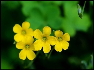 Kaczeniec błotny, Żółte, Kwiatki