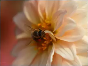 Pszczoła, Kwiat, Owad, Dalia