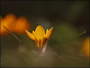 Kwiat, Żółty, Krokus