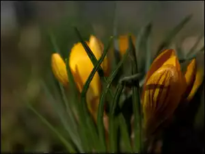 Kwiat, Krokus, Żółty
