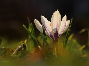 Biały, Wiosna, Krokus, Kwiat