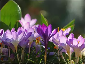 Kwiaty, Krokusy, Fioletowe
