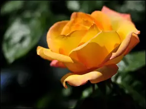 Róża, Wiosna, Kwiat