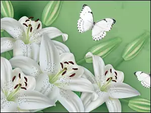 Grafika, Motyle, Białe, Lilie