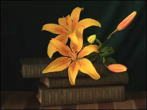 Książki, Kwiaty, Lilie