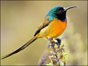 Ptak, Koliber