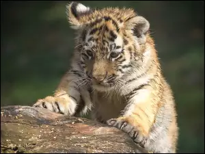 Skała, Mały, Tygrysek
