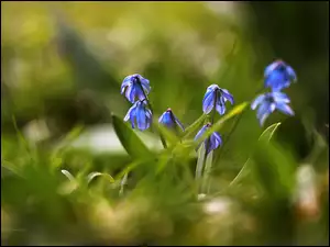 Kwiaty, Cebulice Syberyjskie, Niebieskie