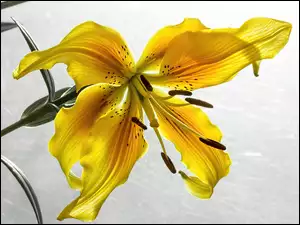 Żółta, Lilia tygrysia