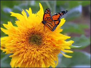Słonecznik ozdobny, Motyl, Monarcha