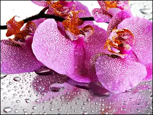 Różowa, Wody, Orchidea, Krople