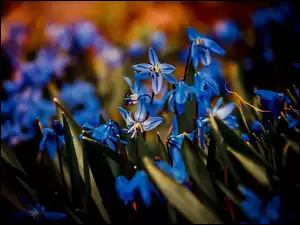 Cebulica syberyjska, Niebieskie, Kwiaty