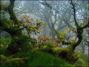 Devon, Jesień, Drzewa, Las, Anglia, Mech, Park Narodowy Dartmoor