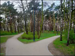 Alejki, Park, Drzewa