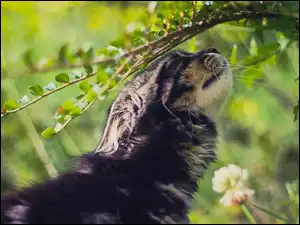Kot, Gałęzie, Rośliny, Krzew