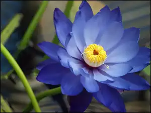 Lilia wodna, Niebieski, Kwiat