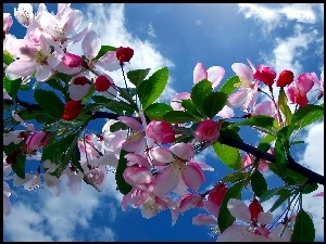 Wiosna, Niebo, Kwiaty Wiśni, Drzewo Owocowe