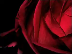 Czarny Listek, Kwiat, Czerwona Róża