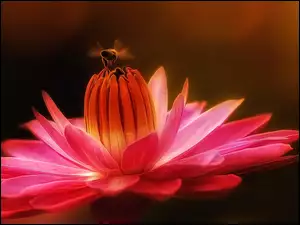 Kwiat, Lilia wodna, Pszczoła, Makro