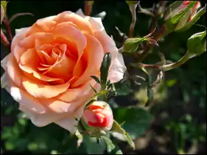 Pąki, Róża, Kwiat