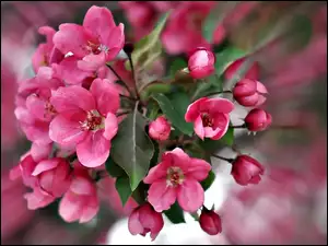 Wiosna, Drzewo Owocowe, Kwitnąca, Gałąź