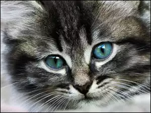 Kot, Oczy, Mordka, Niebieskie