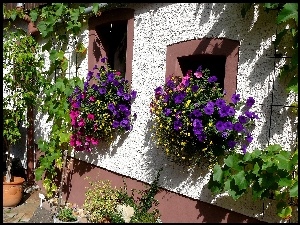 Dom, Petunie, Ściana, Kwiaty