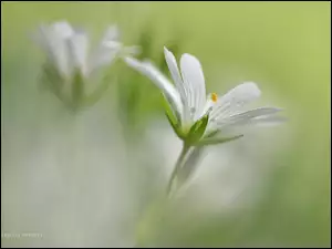 Kwiat, Rogownica, Biały