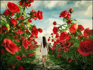Spacer, Czerwone, Ścieżka, Róże, Kobieta