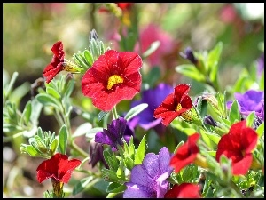 Kwiaty, Petunie, Kolorowe