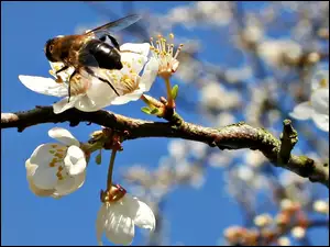 Kwitnąca, Drzewo Owocowe, Gałąź, Pszczoła