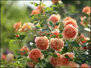 Herbaciane, Ogród, Róże, Krzew
