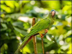 Zielona Papuga, Ptak