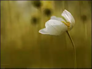 Kwiat, Zawilec, Biały