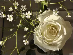 Kwiatki, Biała, Róża