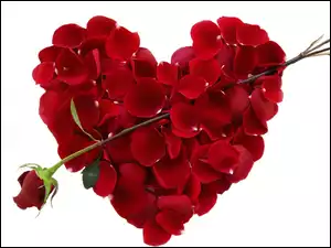 Serce, Walentynka, Róża, Czerwona, Płatki