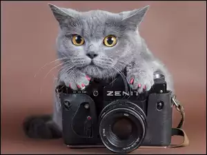 Kot, Zenit, Aparat, Fotograficzny