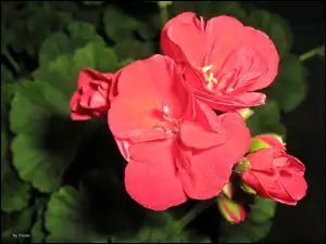 Pelargonie, Kwiaty, Czerwone