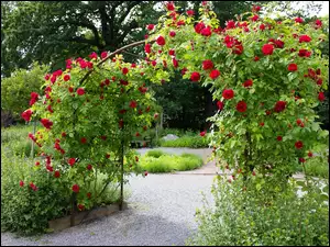 Róże, Park, Pnące