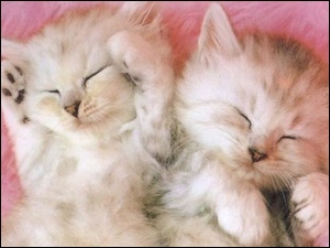 Kotki, Śpiące, Puszyste