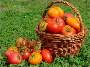 Kosz, Pomidory