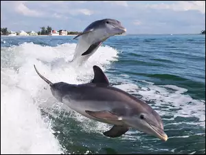 Domy, Delfiny, Morze