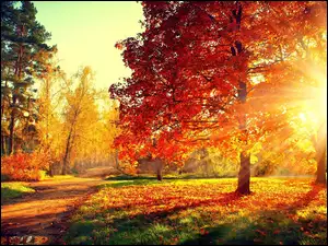 Promienie Słońca, Jesień, Aleja, Park, Drzewa