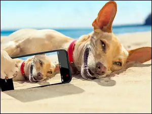 Selfie, Pies, Morze, Plaża, Telefon