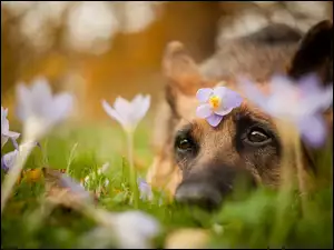 Krokusy, Pies, Oczy, Psie, Kwiaty