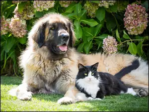 Pies, Hortensja, Kot, Kwiaty
