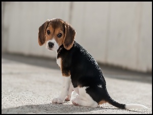 Szczeniak, Beagle